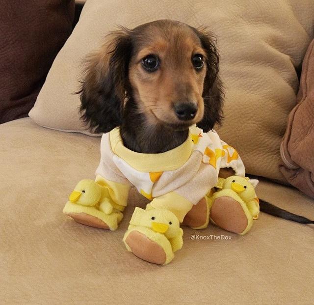 Cute puppy in ducky pajamas