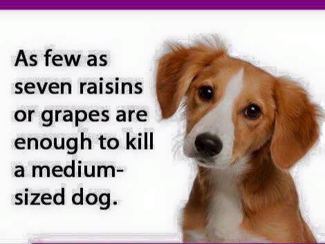 Grapes and Raisins cause kidney failure in dogs