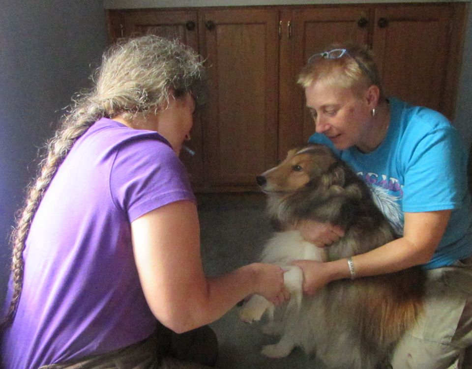 Critter Calls Mobile Vet- Roo giving blood