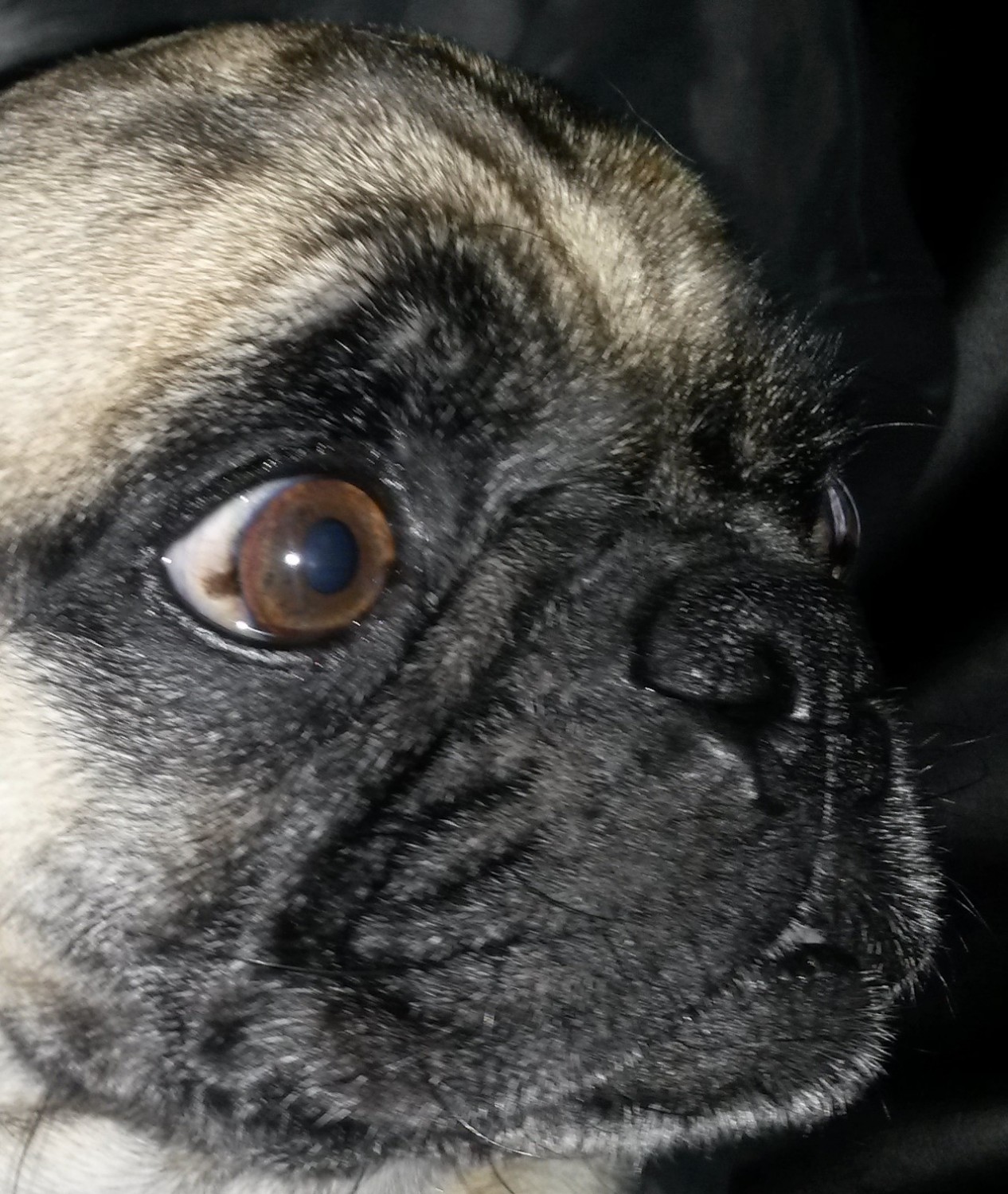 Pug