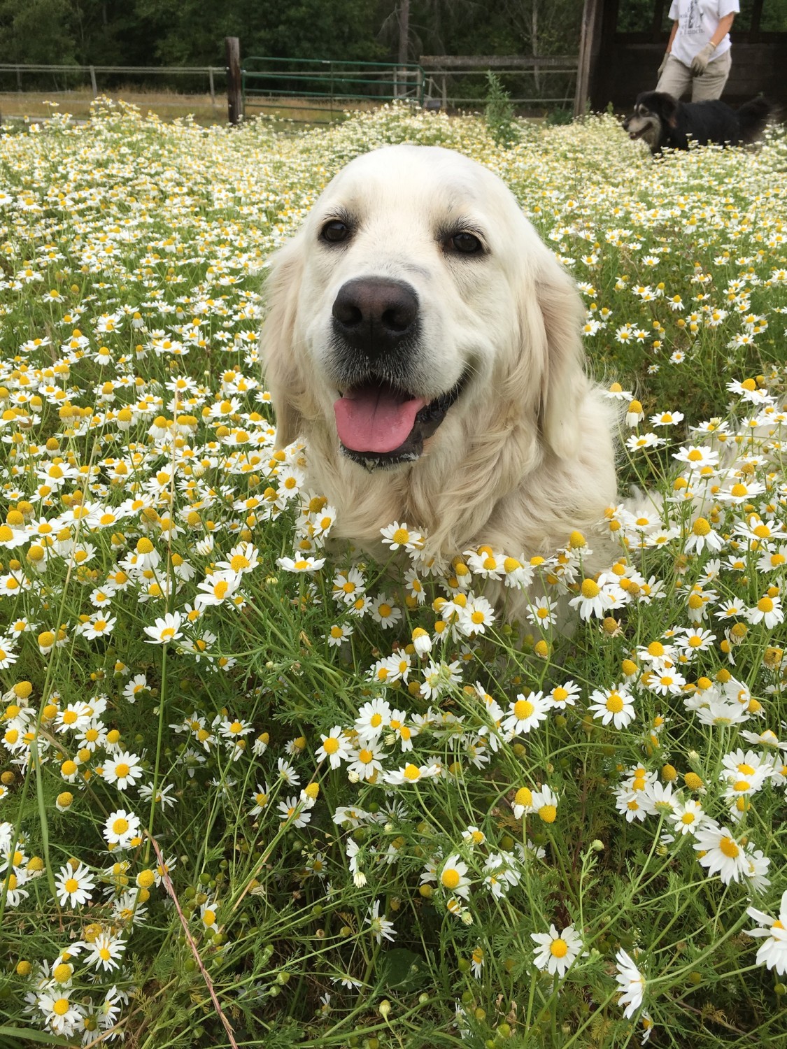 Dog in flowers