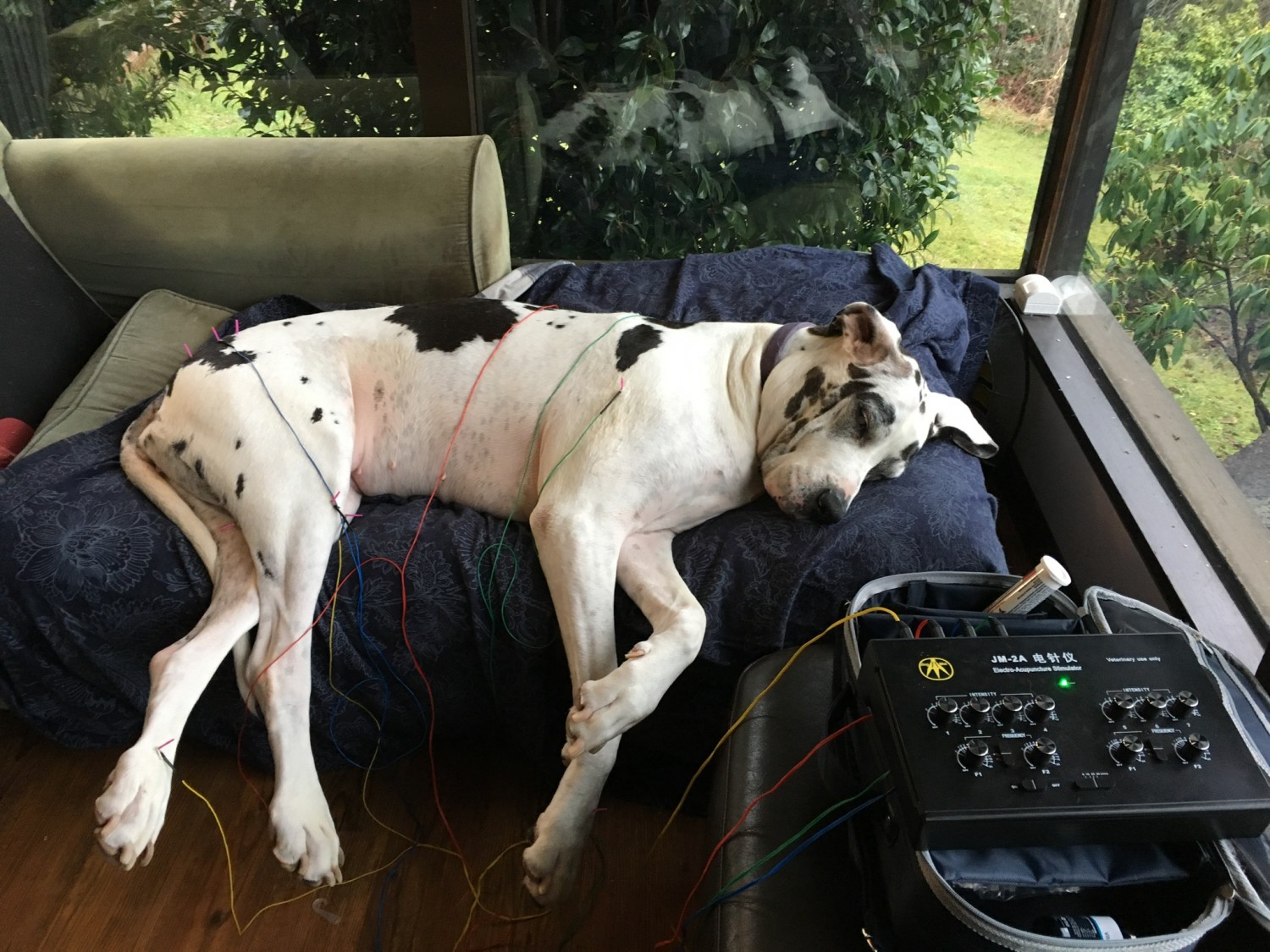 Abby on her couch