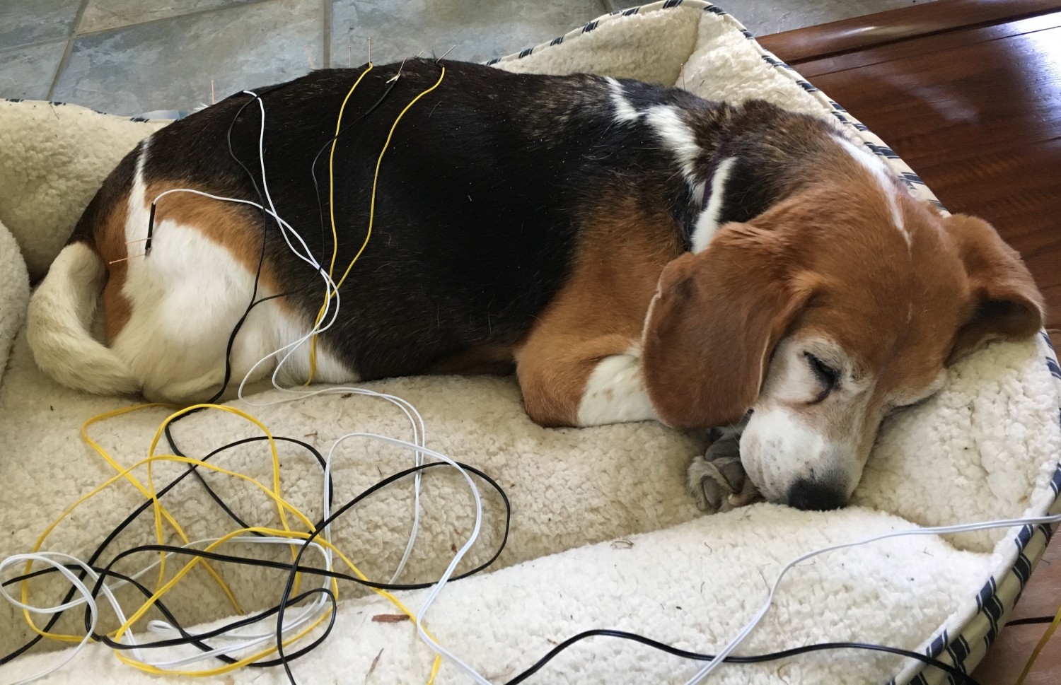 Maggie Mae sleeping through her acupuncture treatment 