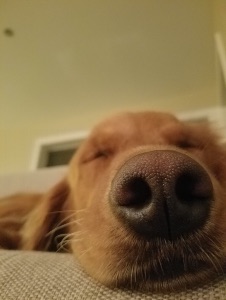 dog nose