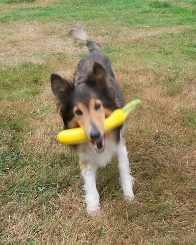 Pickles Marie and her zucchini