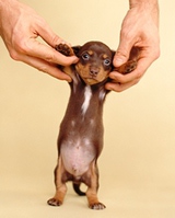 big belly puppy