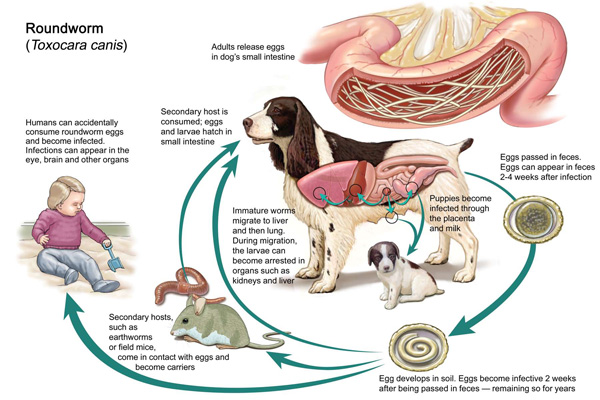 Roundworm lifecycle